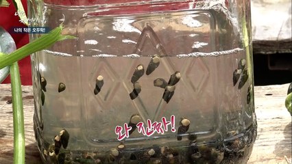 ★자연인 레시피★ 단시간에 다슬기 해감하는 법 & 다슬기 삶는 꿀팁 대공개!!