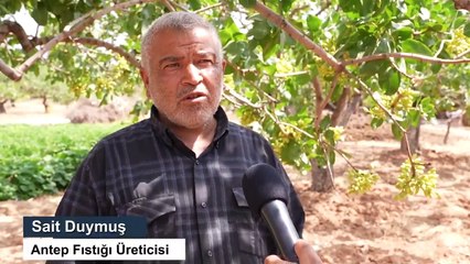 Türkiye'nin ilk lisanslı Antep fıstığı deposu