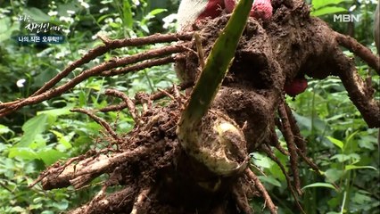 ※깜놀 주의※ 최소 30년 이상의 '거대 두릅'을 찾다!!