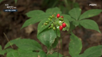 여름 산의 보물 '산양산삼' 노다지 발견! 과연 산삼 열매의 맛은?!