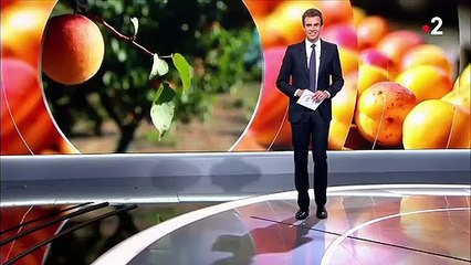 AOP d'exception : à la découverte de l'abricot rouge, le trésor sucré du Roussillon