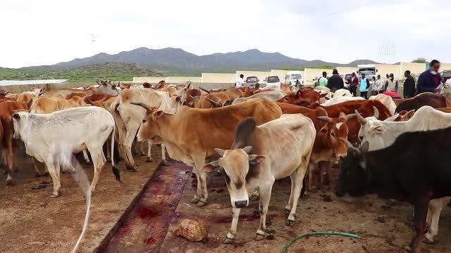 TDV tarafından Somaliland'da kesilen kurbanlar 3 bin ihtiyaç sahibine ulaştırıldı