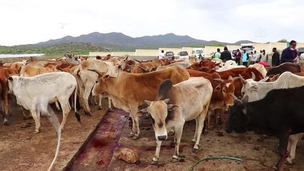 TDV tarafından Somaliland'da kesilen kurbanlar 3 bin ihtiyaç sahibine ulaştırıldı