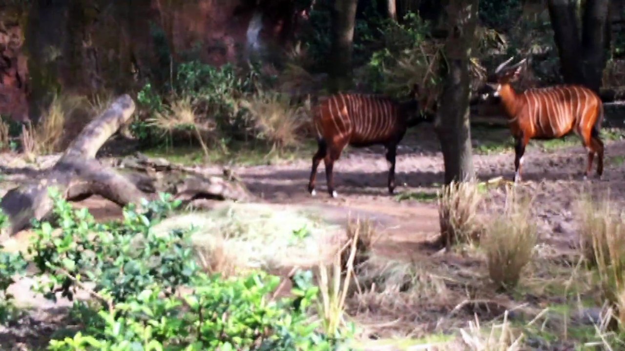 Safari Stock Footage 20200104