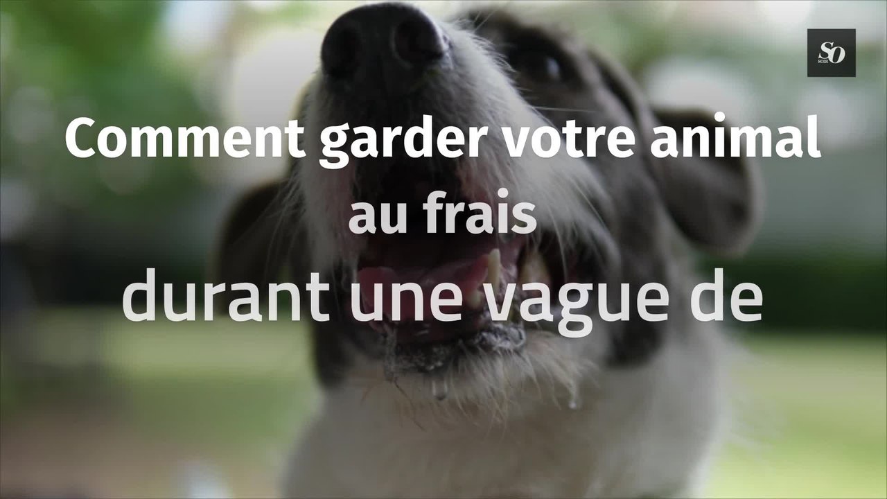 Comment garder votre animal au frais durant une vague de chaleur ?