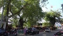 Bayır Mahallesi'nin simgesi çınar ağacı asırlara meydan okuyor