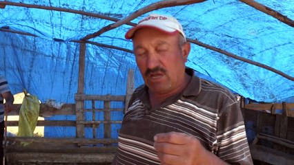 YOZGAT - Canlı hayvan pazarlarında bayramın ikinci günü de hareketlilik yaşandı