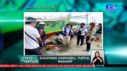 Sugatang Hawksbill Turtle, nasagip | SONA