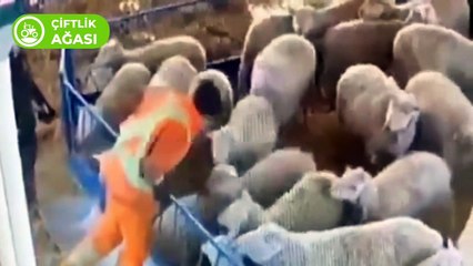 Sarı Çizmeli Mehmet Ağa Bunu Beğendi