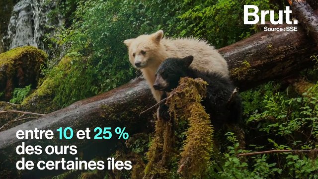 Voilà pourquoi ces ours noirs ont parfois un pelage blanc
