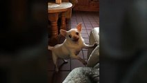 مقطع فيديو لكلب صغير يتكلم مع صديقته بطريقة لن تتوقعها