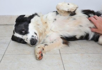 Why Do Dogs Like Belly Rubs So Much?