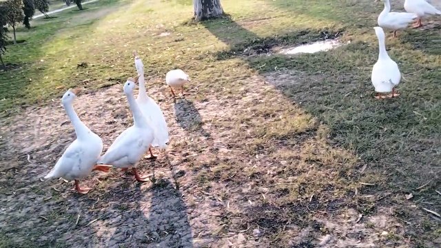 Geese Honking Sound Loud | Geese Sound Effect | Kingdom Of Awais