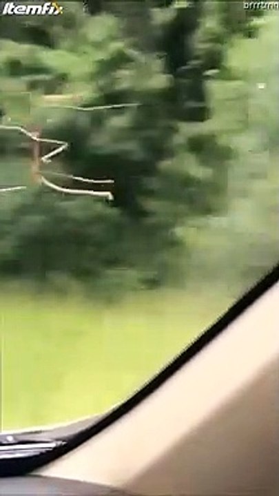 Un phasme prend l'air en voiture... insecte baton