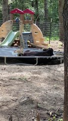 Baby Goat Can't Convince Bovine Bud to Bounce