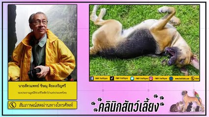 อาการลมชักในสุนัขสูงอายุ อันตรายกว่าที่คิด : FM91 คลินิกสัตว์เลี้ยง : 29 พฤศจิกายน 2563