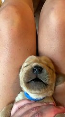 Dreamland Has Golden Puppy Howling