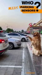 When You Have A Smart Dog | Seeing is believing
