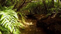 Relaxing Jungle Sound With Birds Nature Meditation  Stress Relief