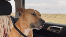 Medicated Dog Falls Asleep in Car With His Tongue Sticking Out of His Mouth