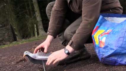 The Shooting Show – crow and pigeon control and Beretta A300 Xtrema