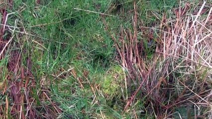 The Shooting Show late season roe doe, and the William Powell Perdix