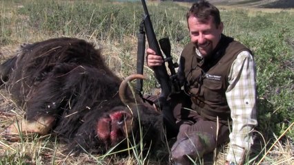 The Shooting Show musk ox in Greenland and CLA Game Fair highlights