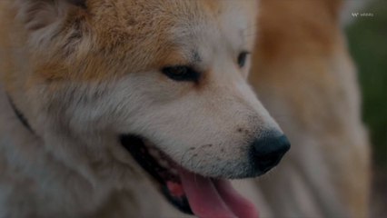 Un plan d'action présenté pour lutter contre l'abandon des animaux