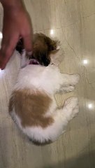 Sleepy Pup Only Wakes for Food