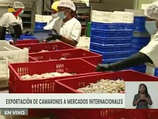 Zulia | Más de 115 contenedores de camarón blanco serán exportados hacia Asia y Europa
