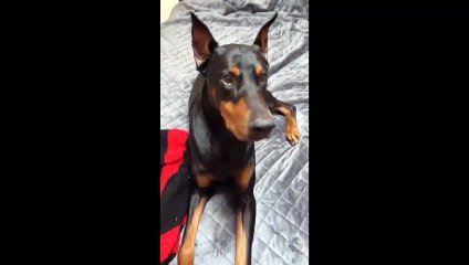 Cute and Funny Dog Video Compilation 2021 - The best Dog videos on Tik Tok
