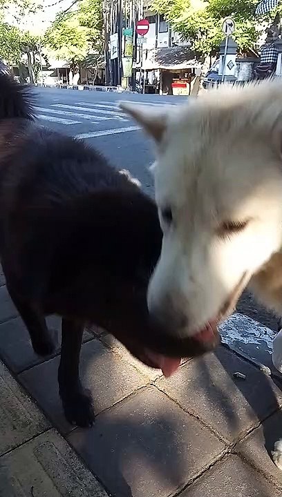 Animal lover