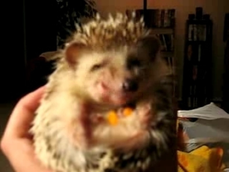 hadgehog....very funny