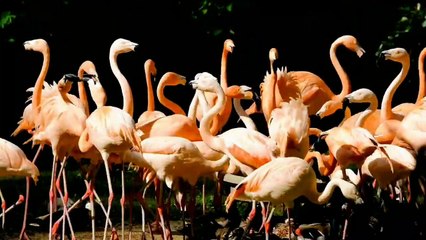 Six Seasons Unicorn Heads Music, Mind Refresher, stress relief,