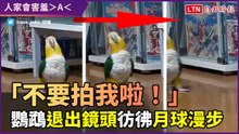 「別拍人家啦！」可愛鸚鵡學月球漫步 倒退離開鏡頭