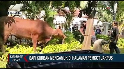 Ngamuk! Sapi Seruduk Mobil yang Terpakir di Halaman Kantor Walkot Jakpus