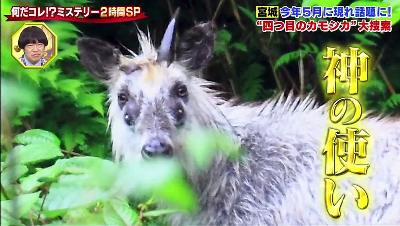 ようつべ バラエティ ー      -  世界の何だコレ！？ミステリー    動画 9tsu...