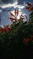 A beautiful flower 