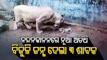 Female Lion Gives Birth To Three Cubs At Nandankanan Zoo In Bhubaneswar