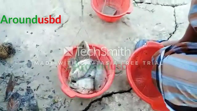 village net fishing daily village life net fishing Traditional cast net fishing in village