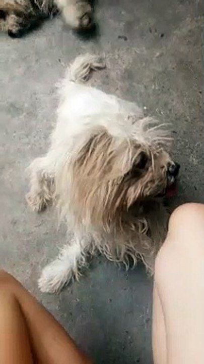 Dogs