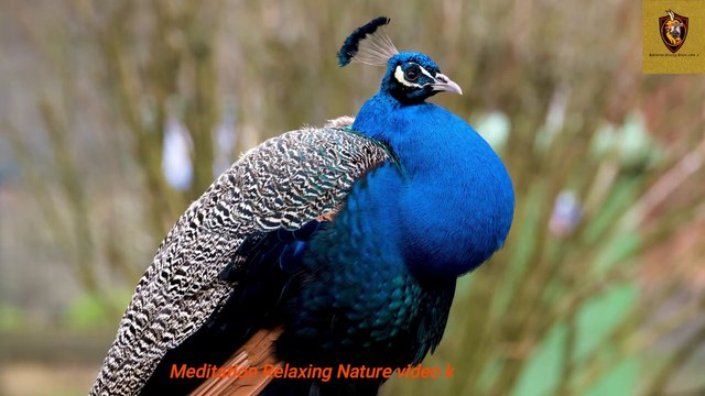 Meditation Relaxing Best Animal with Flours