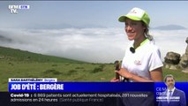 Job d'été: elle devient bergère dans le Pays Basque pour aider les éleveurs