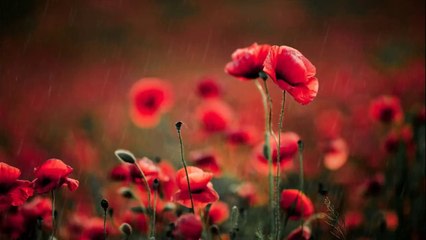 Relaxing piano music with rain sounds calming sleep music with background flowers