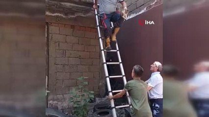 Son Dakika | Balkonda unutulan kediye itfaiye ekipleri sahip çıktı