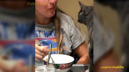 KUCING LUCU 2021  Video kucing lucu imut dan gemesin bikin ketawa ngakak _ Kucing Paling Imut