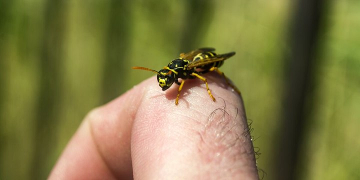 Piqûre de guêpe, les 3 choses à faire immédiatement