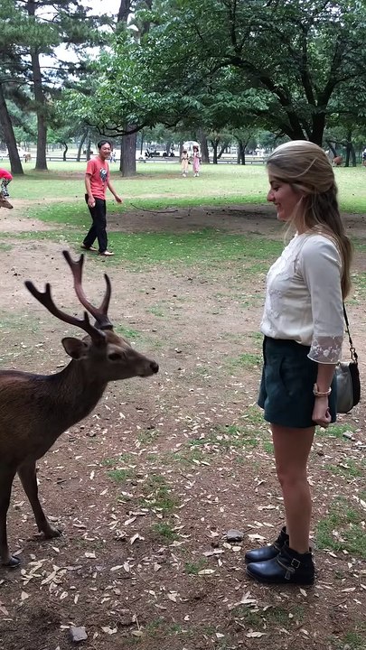 Bowing Deer of Nara, Japan