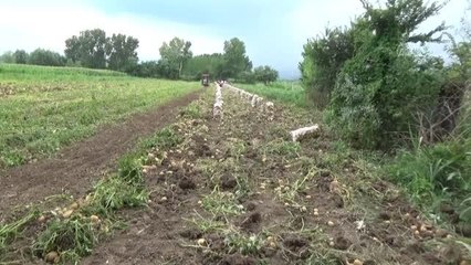 Niksar patatesinde rekolte ve fiyat üreticiyi sevindirdi