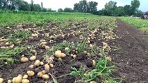 TOKAT - Niksar patatesinde rekolte ve fiyat üreticiyi sevindirdi